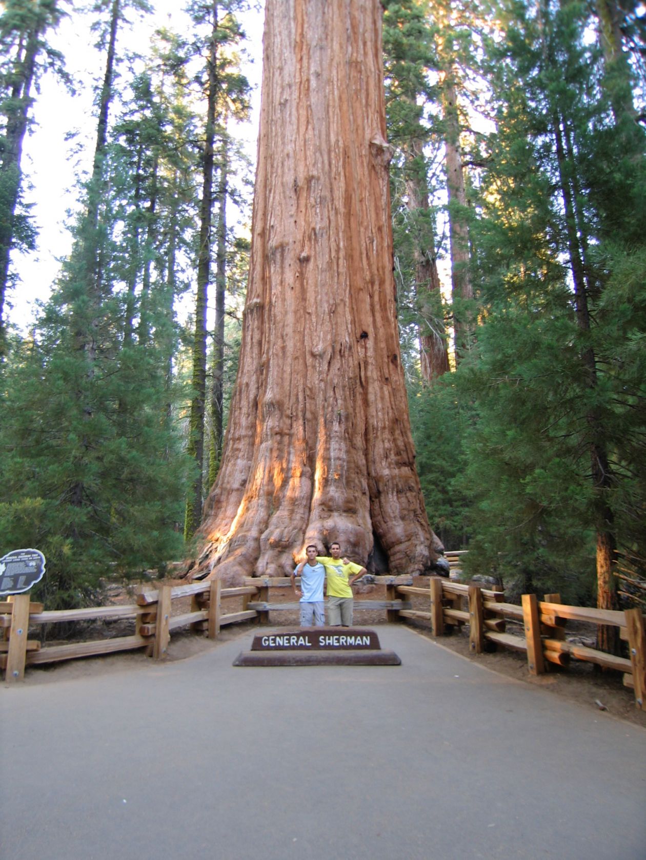 L'albero più vecchio del mondo
