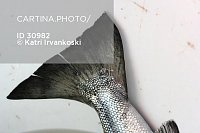 Clicca sull'immagine per ingrandirla. 

Nome:   salmon+tail+30982.jpg 
Visite: 92 
Dimensione: 26.1 KB 
ID: 1255635